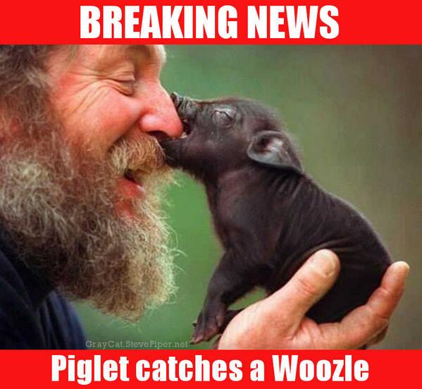 OriginalGrayCat's tweet photo. BREAKING NEWS: Piglet Finally Catches A Woozle http://t.co/5v7ByxYARC http://t.co/PPBZtfnFWw