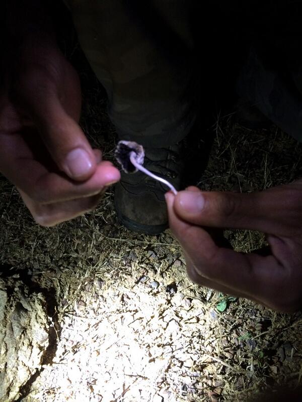 佐藤純也 牧場の中は牛の糞だらけ 牛糞からはキノコが生える ことがあってマジックマッシュルームが多いのだそうです 茎を折るとマジックかどうかがわかるみたい 当然食べなかったのだけど 先生は味見しとった 蟻が群がる若糞にも キノコが生えておりまし