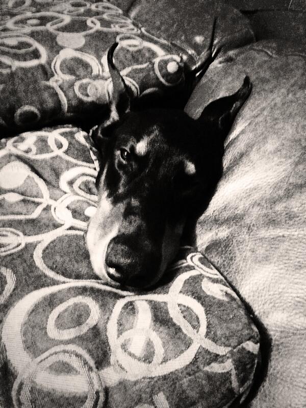 FireflyDelivery's tweet image. Mr. burns hiding #doberman #weedmaps