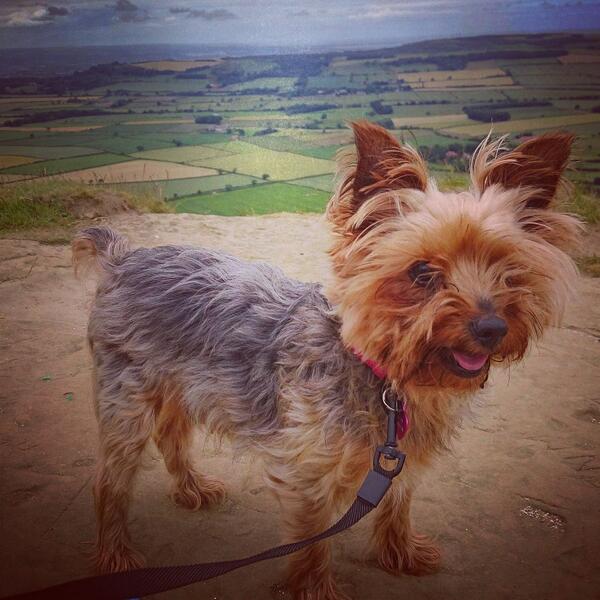 KellyLBowler's tweet photo. Hiked up Roseberry Topping. Awesome walk! 
#roseberrytopping
#walking
Such a steep climb but so worth it at the top! http://t.co/5F5n5GoLif