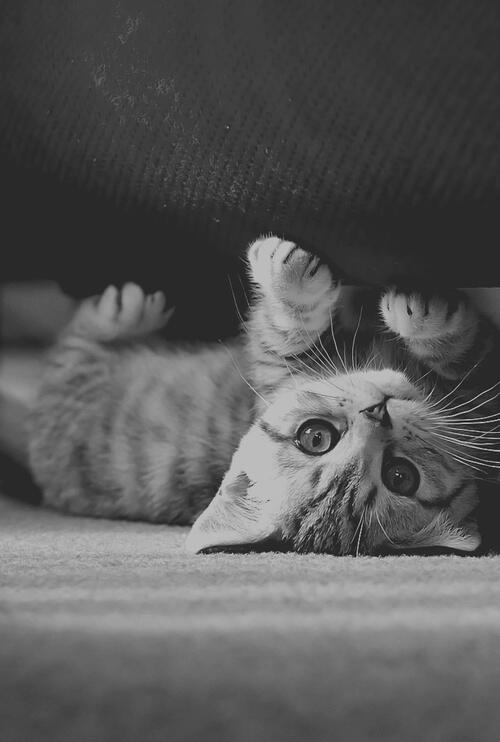 cutecatsvsdogs's tweet photo. #cutecatsvsdogs #cat http://t.co/kgGYVdOw0V