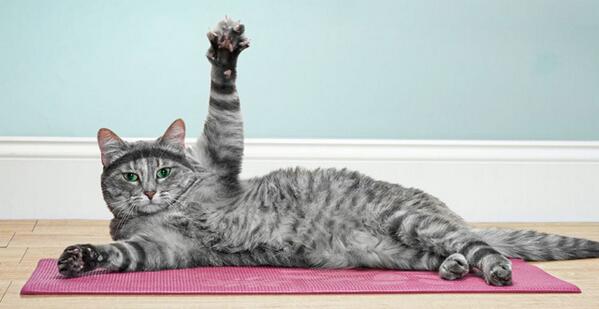Kittycatcafeto's tweet photo. Let's make a last minute push! Our #crowdfunding is almost done. http://t.co/esLhZzYMVn - check it out. #catcafeTO http://t.co/nDmWdCsV4m