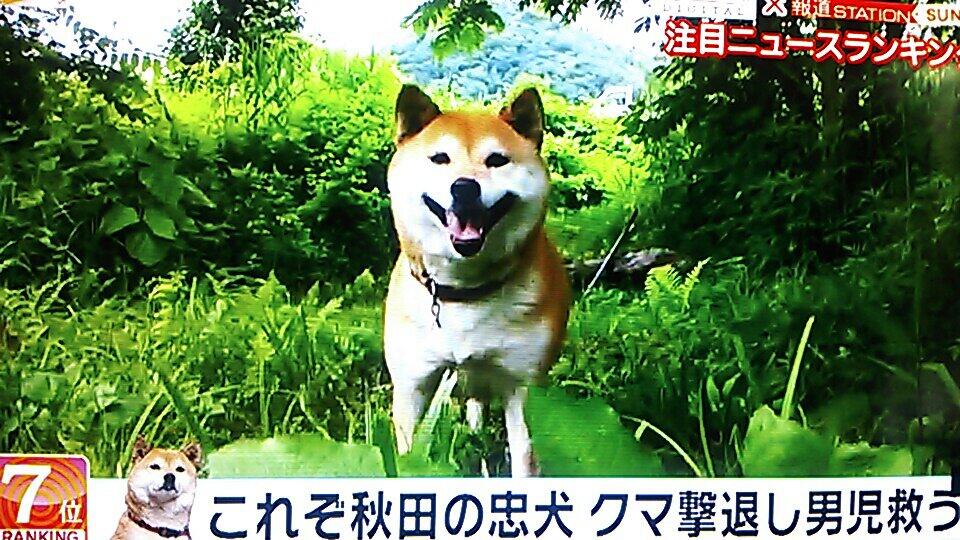 猫になり た い 6 30大宮 延期 クマを撃退した 勇敢な柴犬 めごチャン 偉いわ 笑顔がキャワワ Tvasahi 報道ステーションsunday Shibainu Shiba 柴犬 Dogs Http T Co Yio2edz4ep