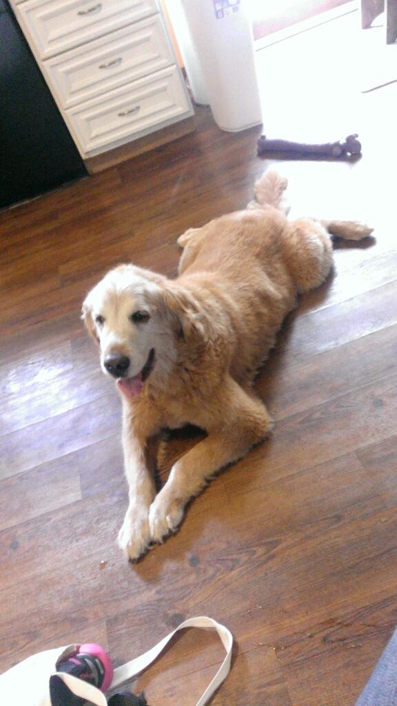 vee_proulx's tweet image. Lost a long time pal today... Now he off to watch over all the puppies from the rainbow bridge .. #lovehim #misshim