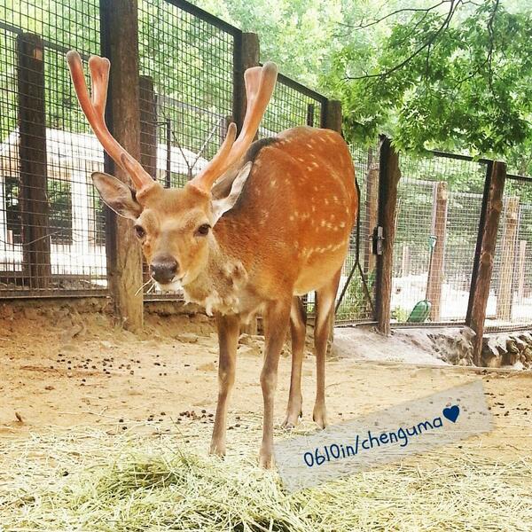 서울대공원에서 루하니를 닮은...?
사슴을 보았다!☻☻☻