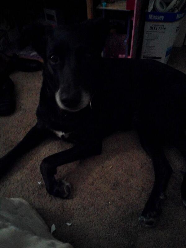 artistAutumn's tweet image. Puppy wants mommy #ShutUpAlreadyDamn