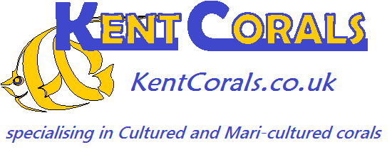 Kentcorals1's tweet image. 