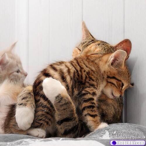 CuteAnimalsLife's tweet photo. @EmrgencyKittens Kitty friends For LIFE!!! http://t.co/8xtZSFUmYZ