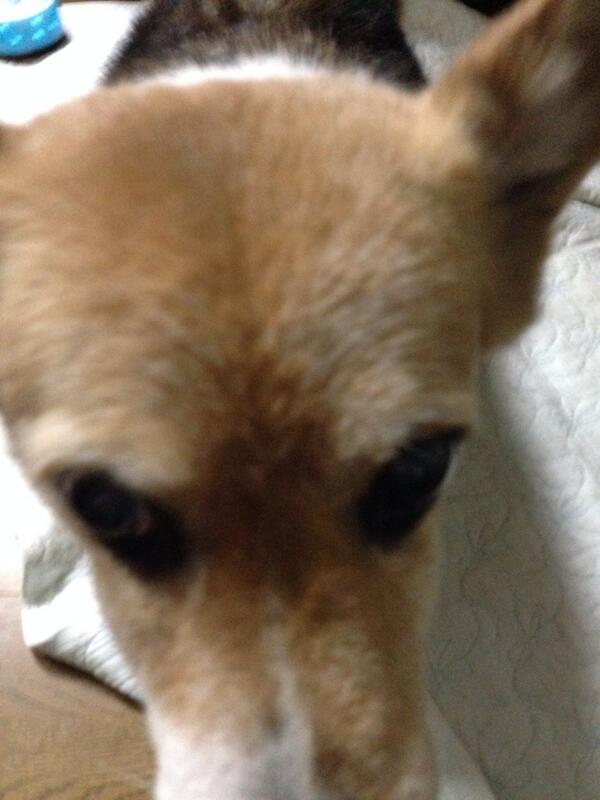 pokoz's tweet photo. こんばんわん http://t.co/MqSvl5ugzH