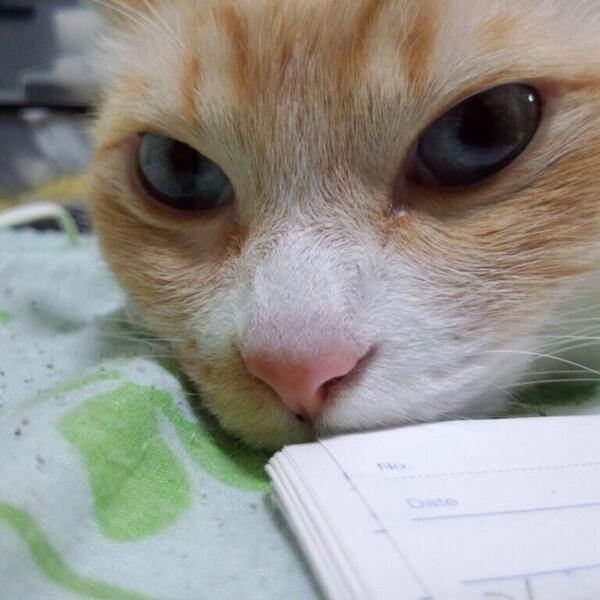 トプ画評価しちゃうぞ Top Top Topkj Twitter トプ画評価しちゃうぞ Top Top Topkj Twitter