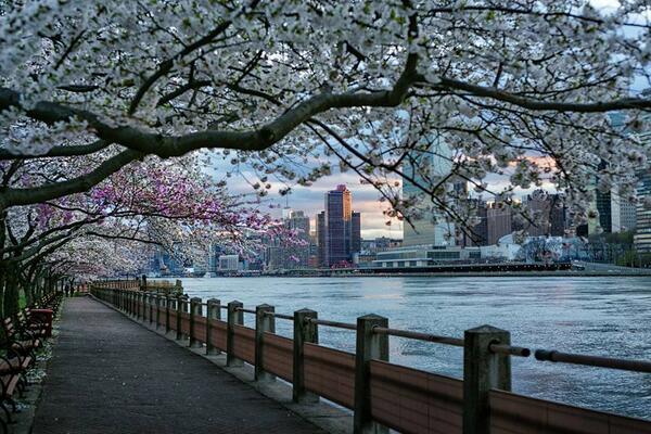 NYC Blossom by Itoodmuk #NYC