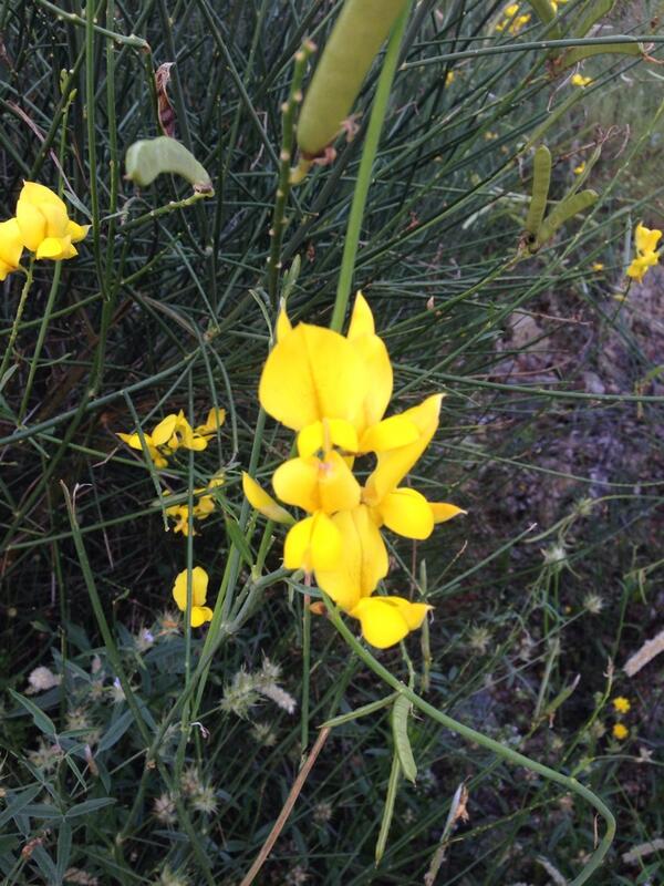 mclortie's tweet photo. Quelqu'un sait comment ça s'appelle ? Name of this flower anyone ? Ça sent super bon. Smells heavenly. http://t.co/M2bdFe6gNi