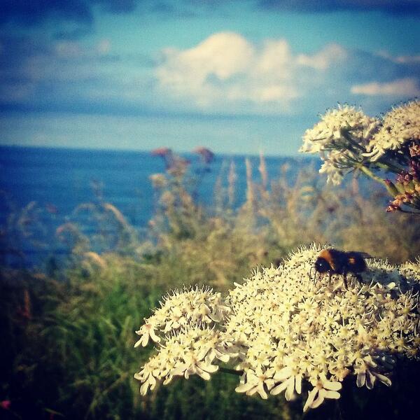 KellyLBowler's tweet photo. @wildlife_uk Bumblebee 🐝 http://t.co/2CFGyArwtT