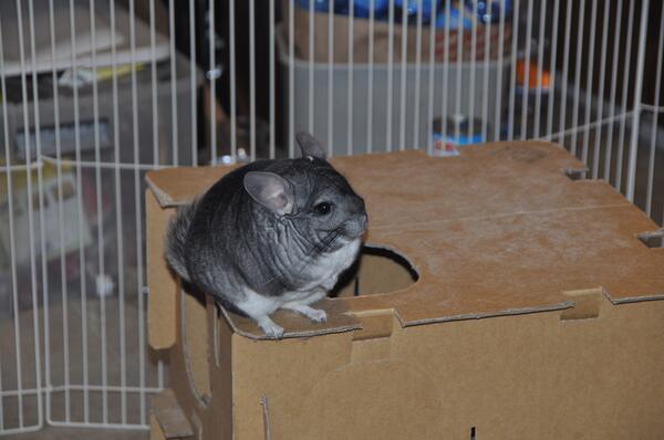 BruceBurnNotice's tweet photo. @GzifaChinchilla @DarcieMouse @KoanTheChin @ChinnieShopcom @KingChinchilla @DarcieMouse Bo: "Come out and play!" http://t.co/CZPfJa1Fmw