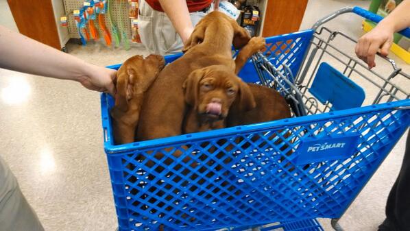 amandaallinder's tweet photo. Good morning! I think we can fit one more in that basket...#inspiredbypets #ecpetm http://t.co/jWJMtM0rFm