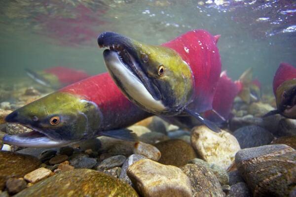 Despite large sockeye salmon forecasts, Feds wary of repeating 2009 blunder: ow.ly/yzfAQ