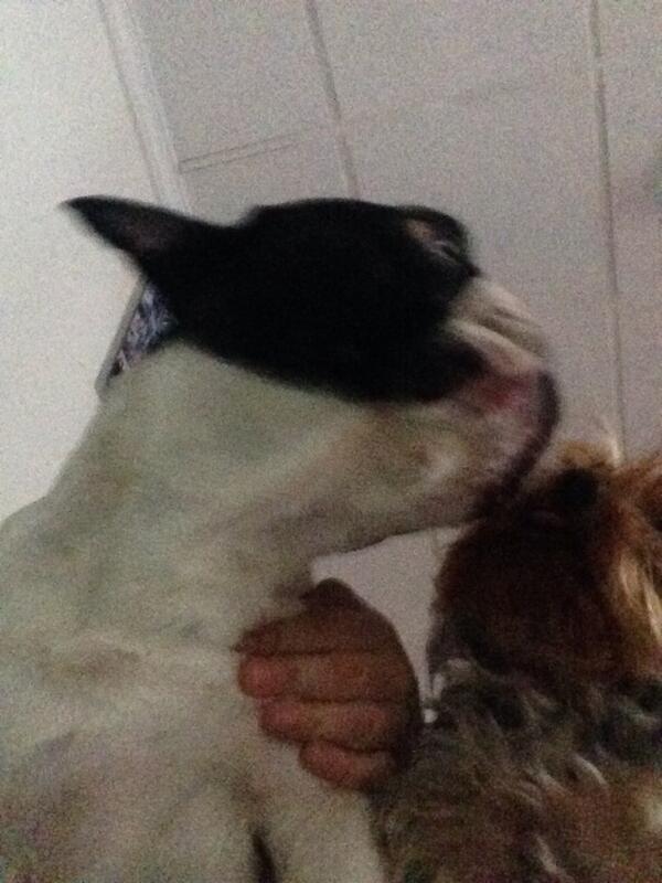 raquelitatizon's tweet photo. Nadie conoce el amor incondicional hasta q no tiene relación con uno de cuatro patitas 🐾❤️ @ernestoalapont http://t.co/mq0G5eNDoV