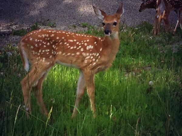NotChunkyAdams's tweet image. Good morning young world #youngworld #deer