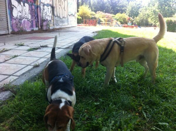 Me and my friends Rocky and Chester!!!