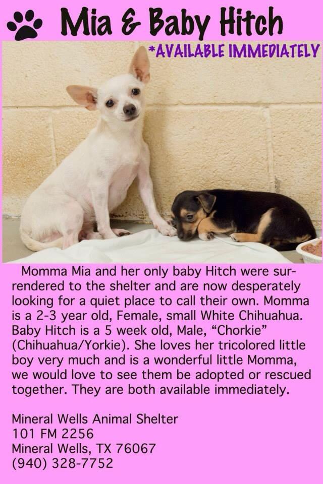 تويتر \ Dog Rescue Network على تويتر: تويتر \ Dog Rescue Network على تويتر: