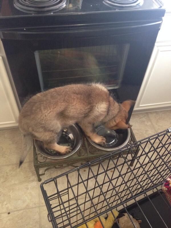 RobbleA's tweet image. #boomer like to stand in the bowl while he drinks