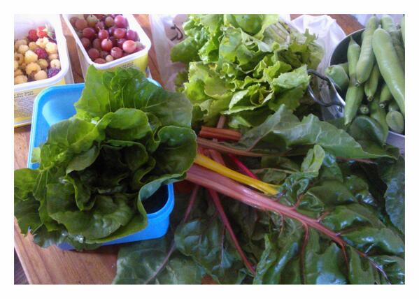 Busy at the allotment, brings rewards. Grateful for the watering rain. #healthygreens