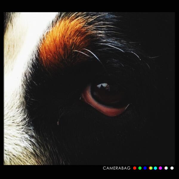 #camerabag2 Lieve gekke hond #Jet!