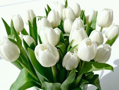 CuteFloristry's tweet photo. Gorgeous tulips 😍 http://t.co/tw25WwsVpZ