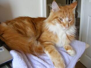 beanyspetcare's tweet photo. @ashlandsvets Please RT Missing 9 days Scalebor Park, Burley in Wharfedale. 4 yr old male ginger cat. Tel 07833900414 http://t.co/imO969HjSe