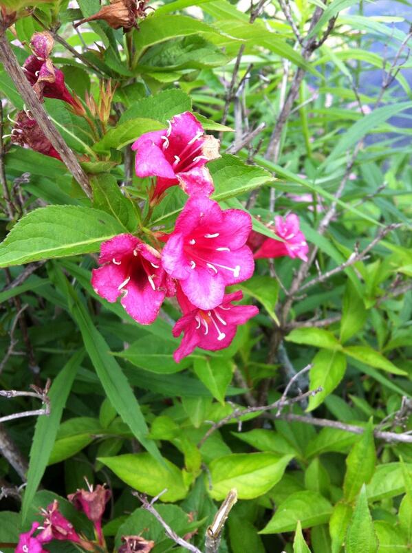 Summerlea Golf Club  tweet media