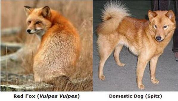 Gene Mccarthy Phd On Twitter Mammalian Hybrid Du Jour Domestic Dog X Red Fox Canis Familiaris Vulpes Vulpes Http T Co 2sc3zh4t8f Http T Co Xs69tgpy2f