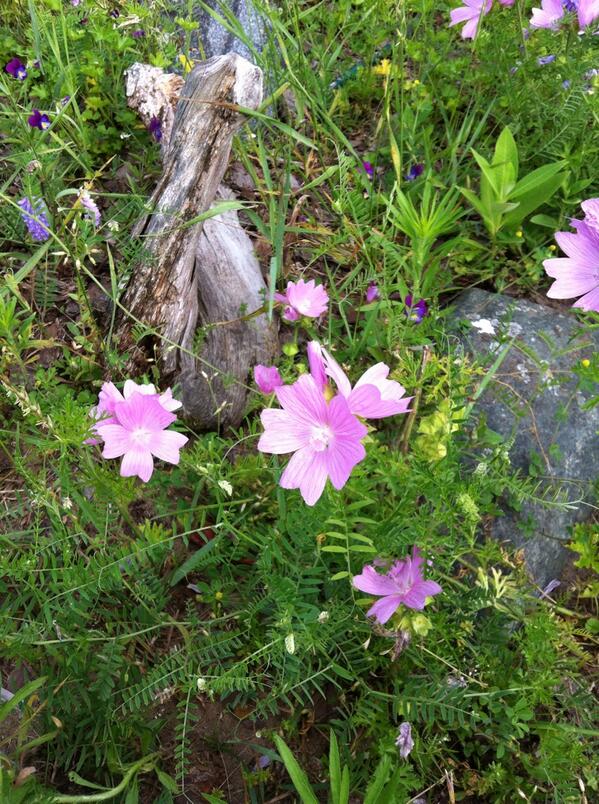 Summerlea Golf Club  tweet media