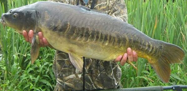 A cracking linear #Norfolkcarp , the lake it lives in has many catfish
#carp
#carpfishing
#carpcrew