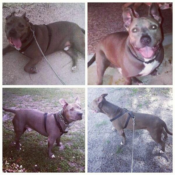 sashajordan67's tweet photo. Here's some of Daniya, Chaos and Kaeauni. I'll be posting more today! http://t.co/mVwuK7GMYL