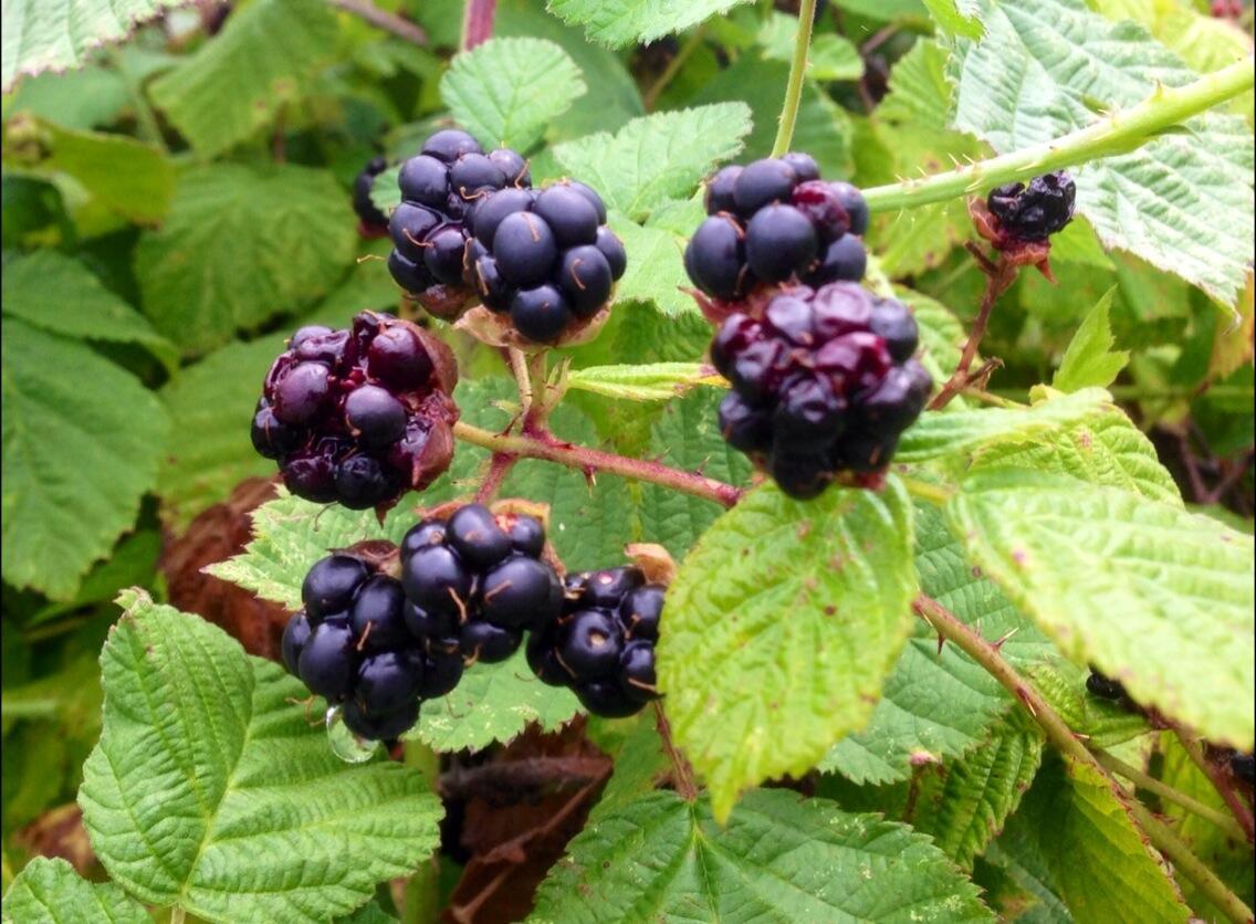 Permalien de l'image intégrée