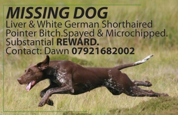 VetsGetScanning's tweet photo. MISSING 3 years Angel is chipped, so where is she? #changethelaw Sign the petition  http://t.co/ek35WzO1W0 http://t.co/luZno1oUqg