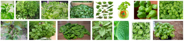 ThePotterveille's tweet image. #ASPIC #Question8 Trouvez la créature correspondant à l’image.