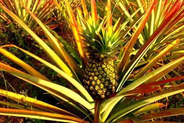 Gemma_Blackwood's tweet image. This is how #pineapples grow - at #crazyacres in #berrysprings at the weekend!