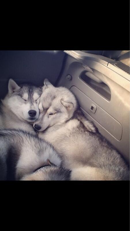 StumblerVideos's tweet photo. These two are the cutest dogs ive ever seen http://t.co/lPCHHZrfyc
