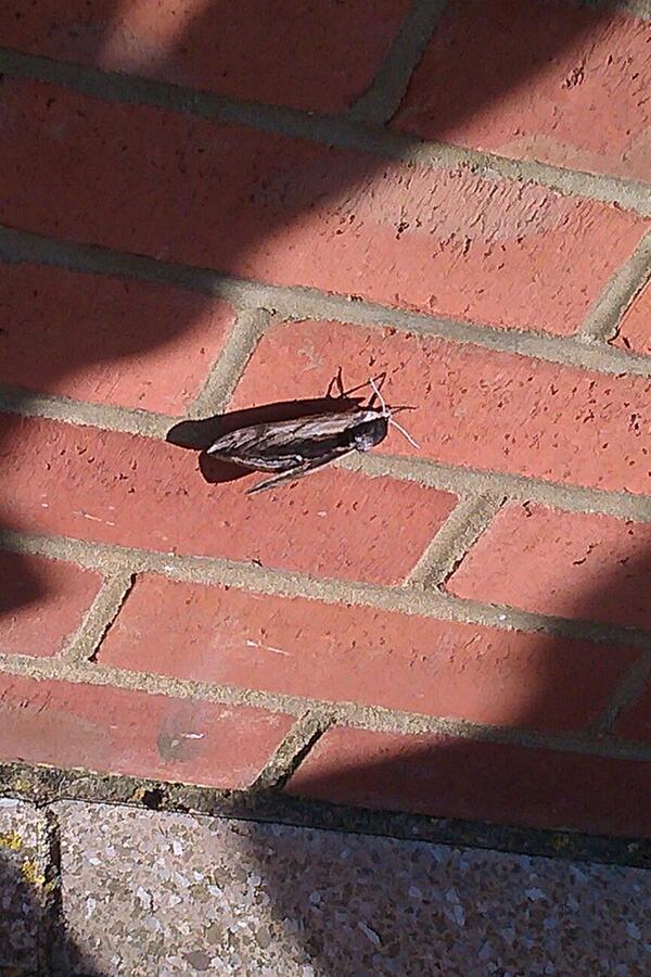 Smile_Sir_Devil's tweet photo. Massive moth... http://t.co/T37gSNEfbs