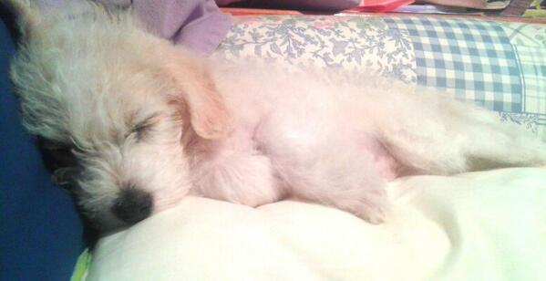 NoemiPerezRodri's tweet photo. La bolita se apodera de mi cama. http://t.co/Eviv35w2s6