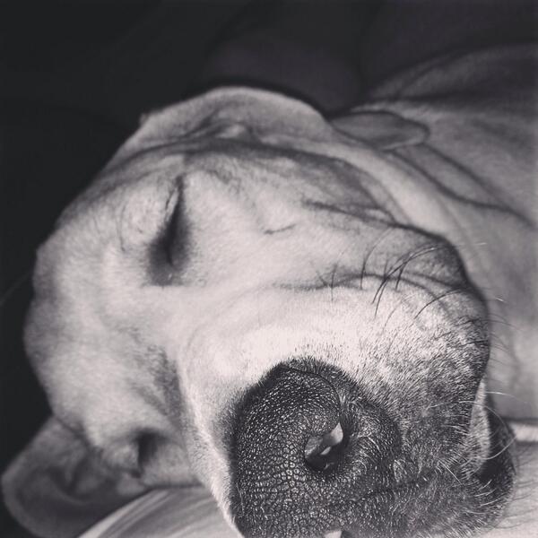 JeffDuke4's tweet photo. #TeachingAnOldDog new tricks! How to tweet!! http://t.co/KBQ2y1yCDo