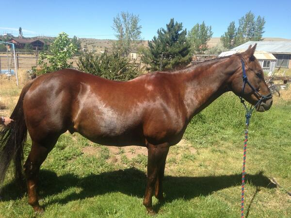 alanpmitchell's tweet image. Spa day for the stick.   Gotta have him healthy. @RodeoChat @gatorropes @LoneStarRopes @Be__Relentless @TrevorBrazile