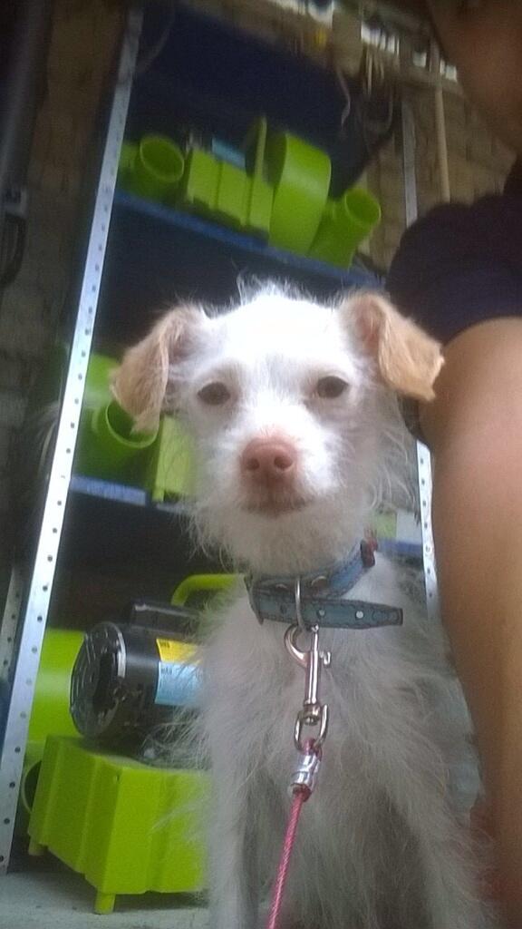 AlexLora94's tweet photo. Alguien que de  hogar y amor a esta bebe! Adopten! Contacto con @moni_cortg RT porfa @ReginaOrozco @lolacortesreal http://t.co/UhScWcfEKR