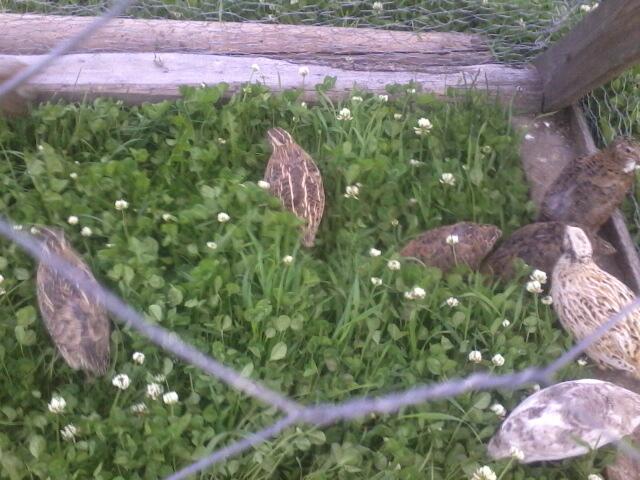 Coturnix Quail