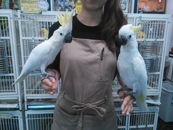 えとぴりかtokyo A Twitter アルーキバタンとコバタンも比べてみました 左がコバタンちゃん 一回り小さいです Http T Co Mfsvdrl8kf