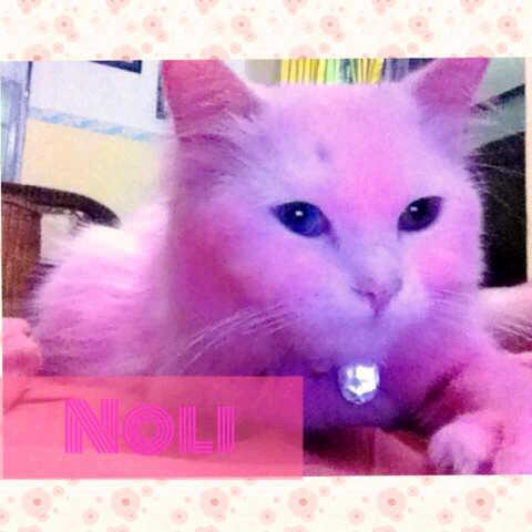 Noli 14