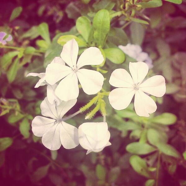 jeringeorg's tweet photo. Blooming flowers,,,makes the day go loving..so jus love and be loved... http://t.co/fGZhE1D1Ia