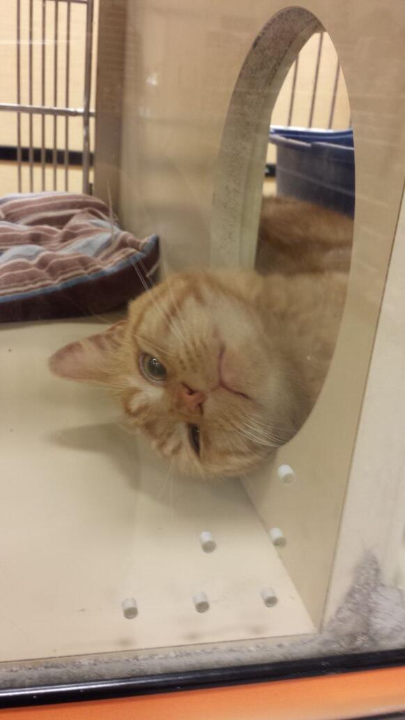 m1dillon07's tweet photo. Hey im Gary! Just waiting for my furever home! #inspiredbypets http://t.co/AmeqkHm0Yd