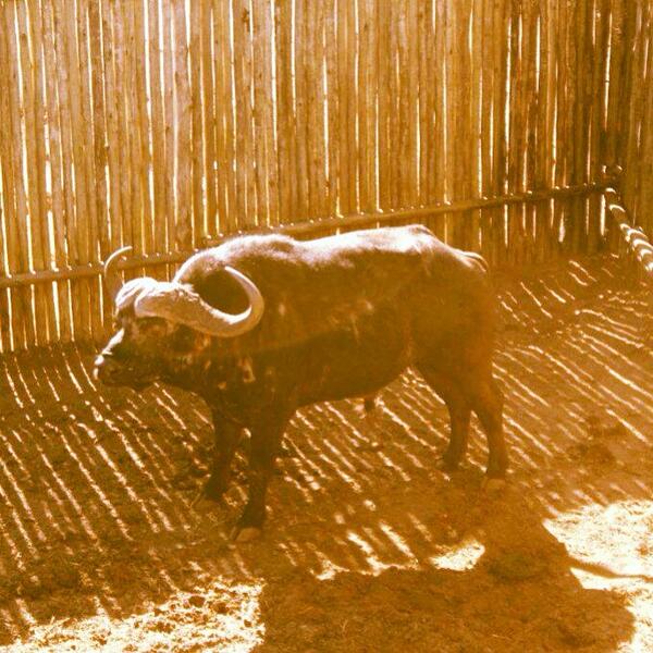 Bull for sale #0828019466